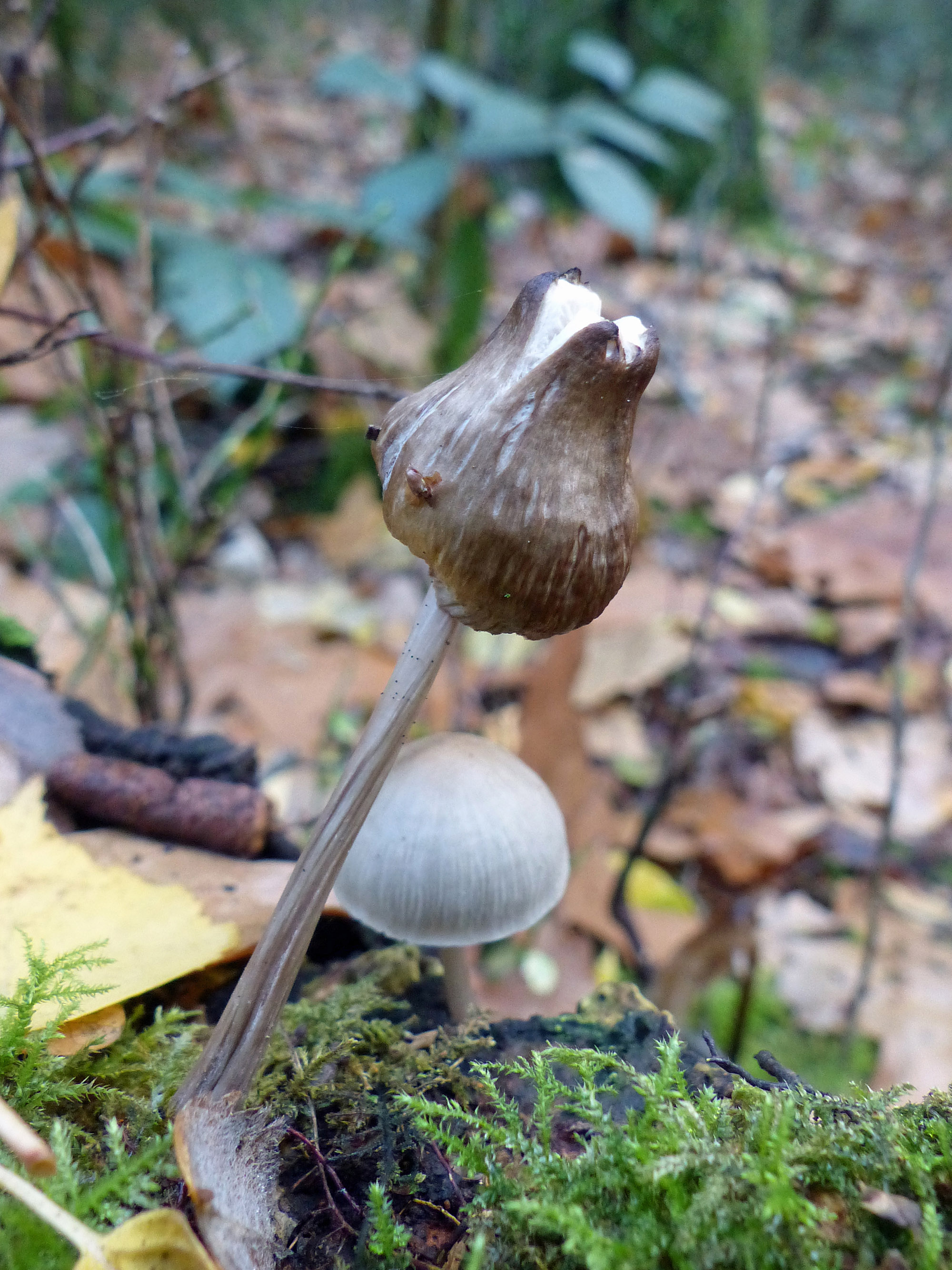 onbekende paddenstoel